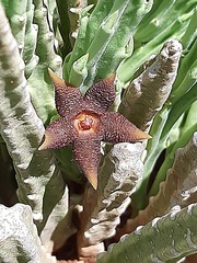 Stapelia kwebensis