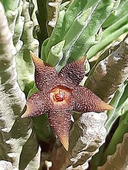 Stapelia kwebensis