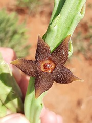 Stapelia kwebensis