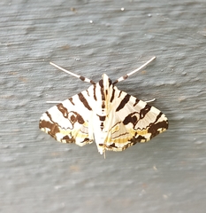 Conchylodes salamisalis