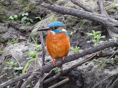 Alcedo atthis ispida