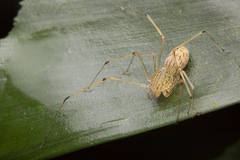 Scytodes pallida