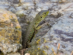 Timon lepidus lepidus