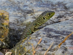 Timon lepidus lepidus