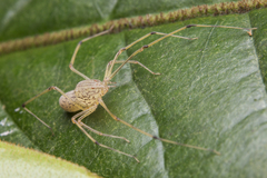 Scytodes pallida