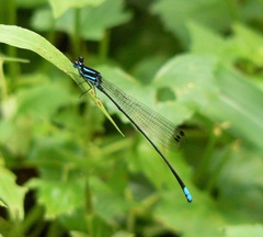 Esme mudiensis