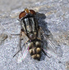 Miltogramma taeniata