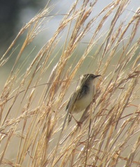 Cisticola aridulus
