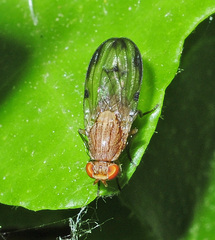 Minettia inusta