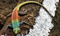 Platysaurus intermedius