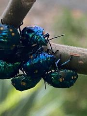 Pachycoris