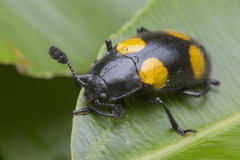 Episcapha xanthopustulata