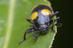 Episcapha xanthopustulata