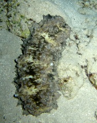 Stichopus horrens