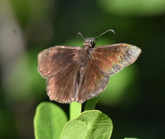 Ephyriades brunnea