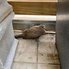 Streptopelia chinensis