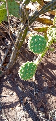 Opuntia decumbens