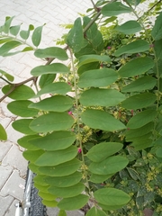 Robinieae