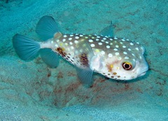 Cyclichthys spilostylus