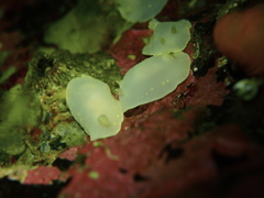Cadlina laevis