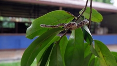 Boiga multomaculata