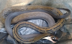 Coelognathus flavolineatus