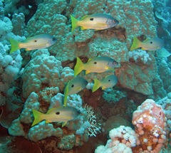 Lutjanus ehrenbergii