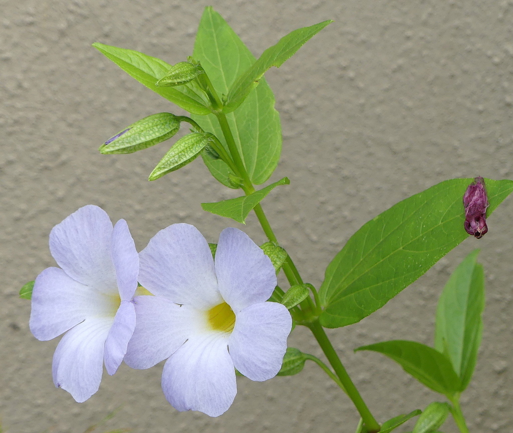 Bluebell Clockvine