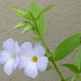 Thunbergia natalensis - Photo (c) Colin Ralston,  זכויות יוצרים חלקיות (CC BY-NC), הועלה על ידי Colin Ralston