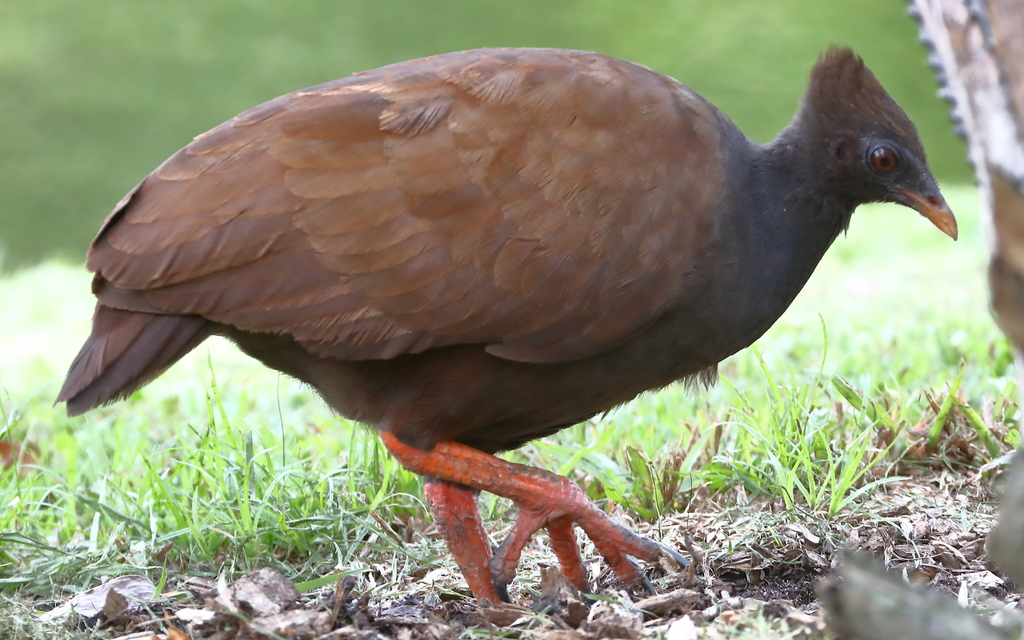 Typical Megapodes