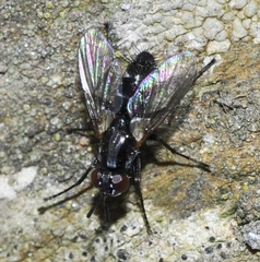 Minthodes diversipes