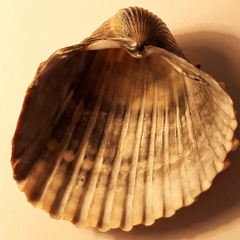 Acanthocardia aculeata