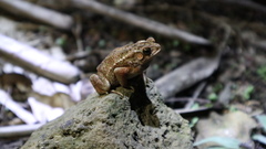 Ingerophrynus biporcatus