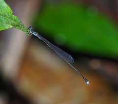 Forcepsioneura regua