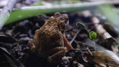 Ingerophrynus biporcatus