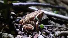Ingerophrynus biporcatus