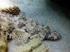 Papilloculiceps longiceps