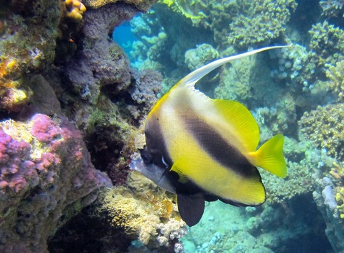 Red Sea Bannerfish