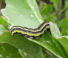 Cucullia inaequalis