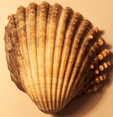 Acanthocardia aculeata
