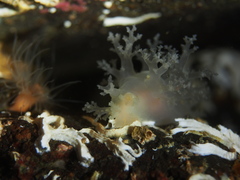 Dendronotus lacteus