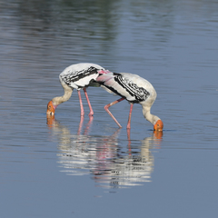 Mycteria leucocephala