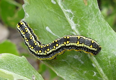 Cucullia inaequalis
