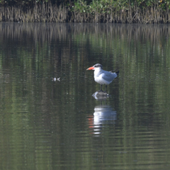 Hydroprogne caspia