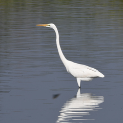 Ardea alba