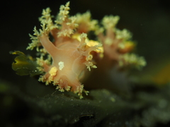 Dendronotus lacteus
