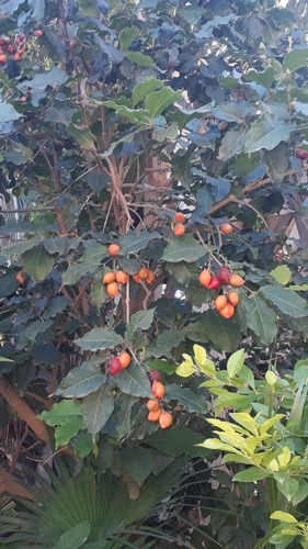 Capsicum chinense