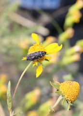 Acmaeodera rubronotata