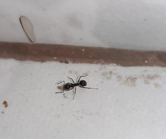 Dolichoderus