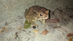 Duttaphrynus melanostictus